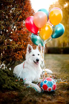 Fødselsdag for børn og hunde Fødselsdag for børn og hunde